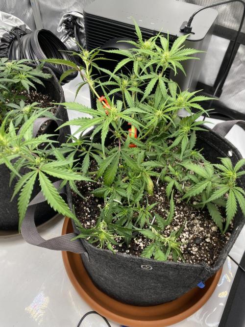 First Ever Grow. Week 6
