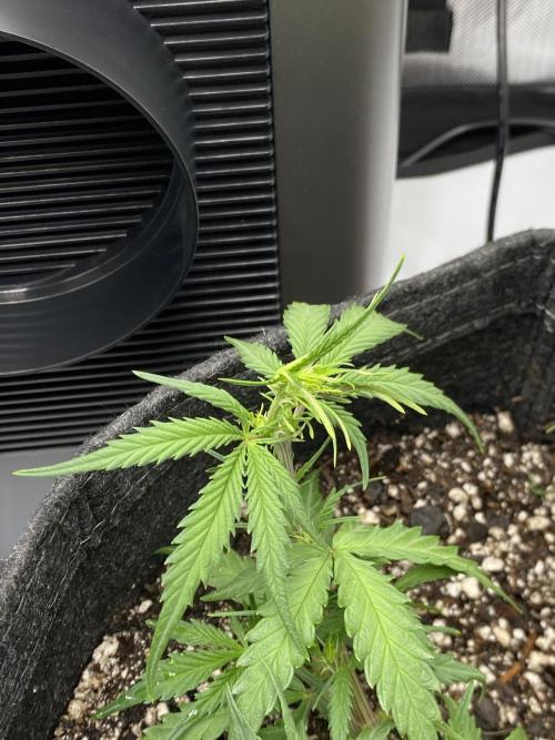 First Ever Grow. Week 6