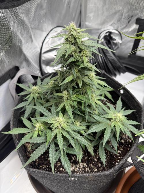 First Ever Grow. Week 7