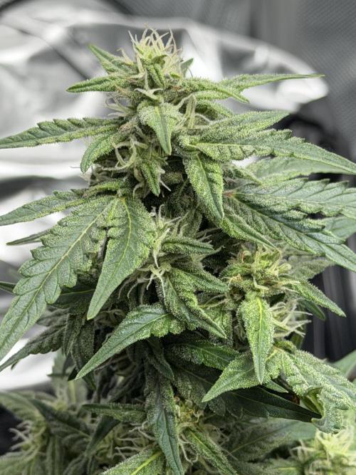 First Ever Grow. Week 7