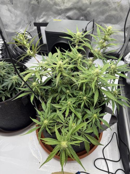 First Ever Grow. Week 7