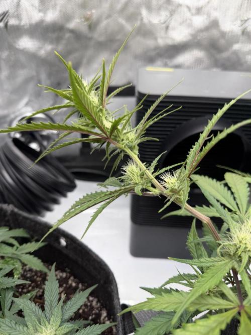 First Ever Grow. Week 7