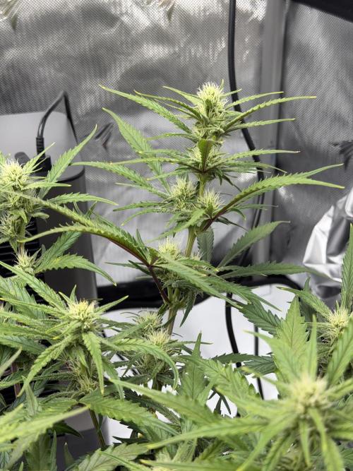 First Ever Grow. Week 7