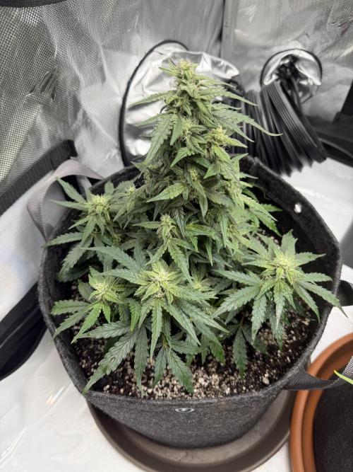 First Ever Grow. Week 8