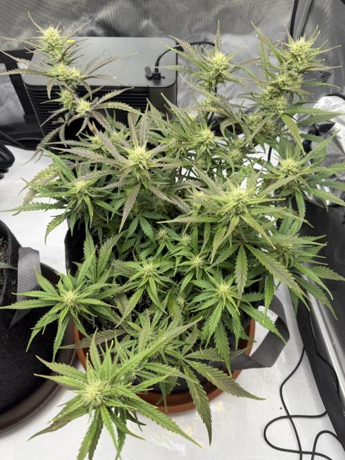 First Ever Grow. Week 8