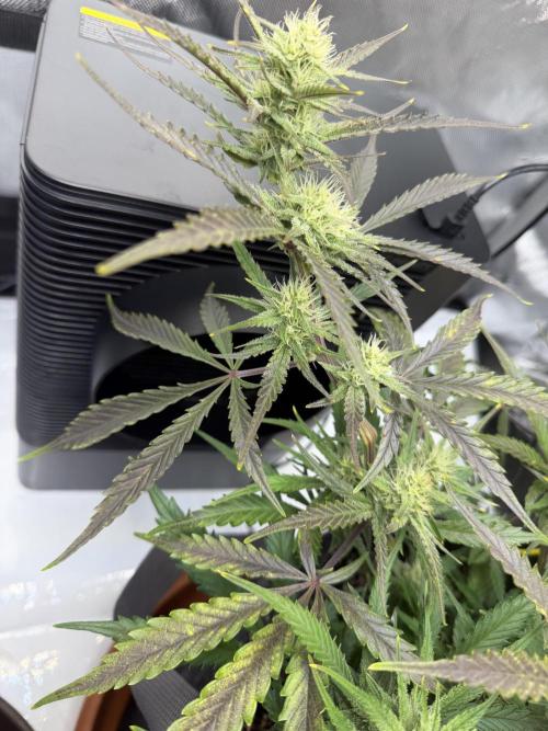 First Ever Grow. Week 8