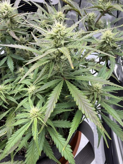 First Ever Grow. Week 8