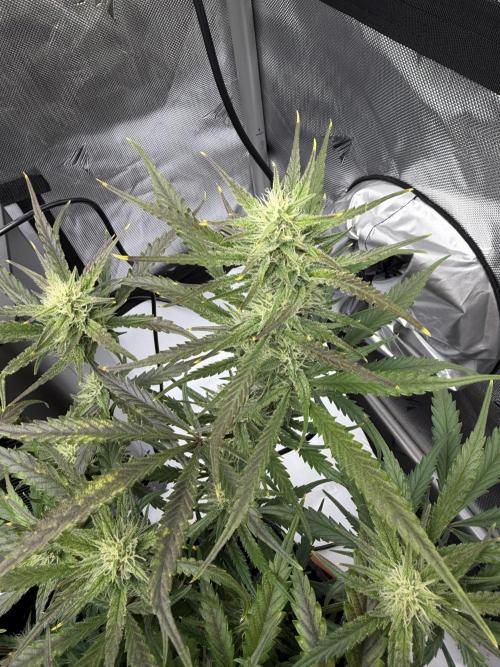 First Ever Grow. Week 8