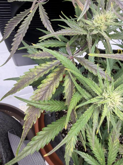 First Ever Grow. Week 8