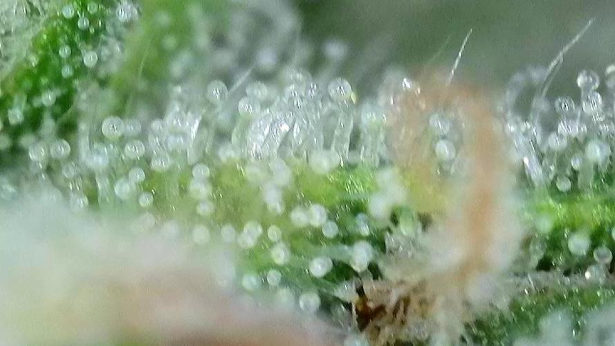 First Ever Grow. Week 8