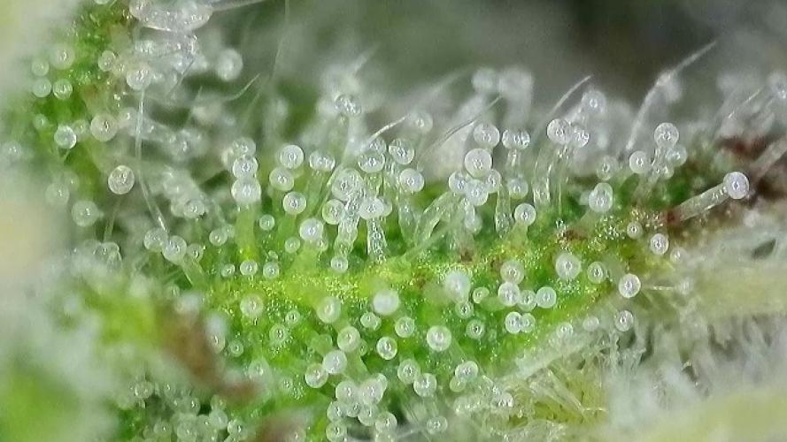 First Ever Grow. Week 8
