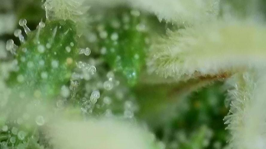 First Ever Grow. Week 8