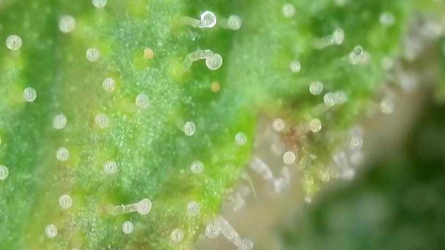 First Ever Grow. Week 8