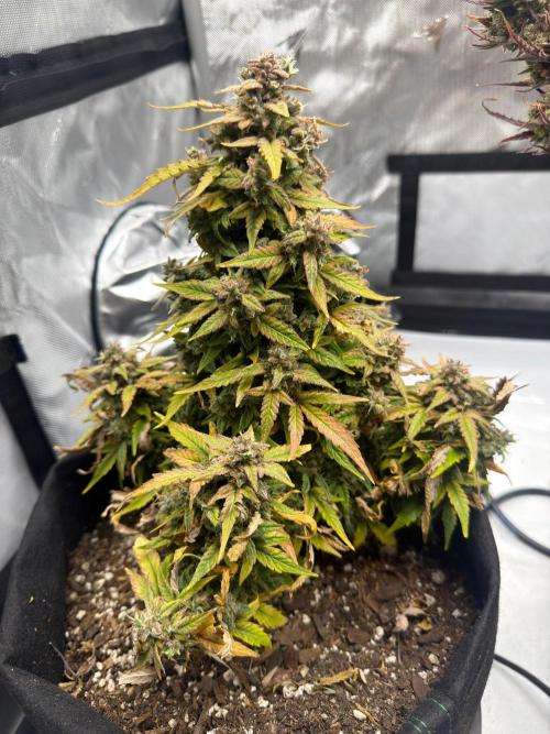 First Ever Grow. Week 12
