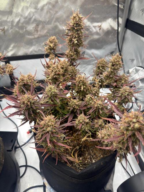 First Ever Grow. Week 12