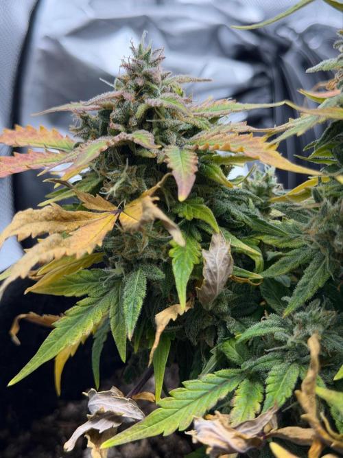 First Ever Grow. Week 11