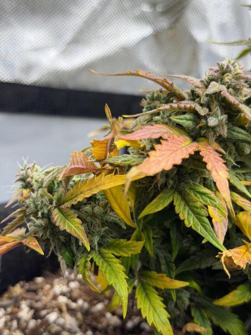 First Ever Grow. Week 11