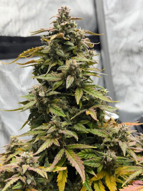First Ever Grow. Week 11