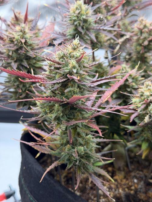First Ever Grow. Week 11
