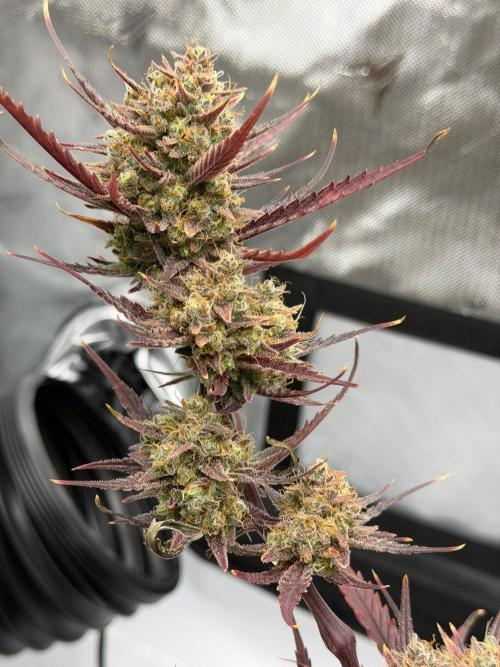 First Ever Grow. Week 11