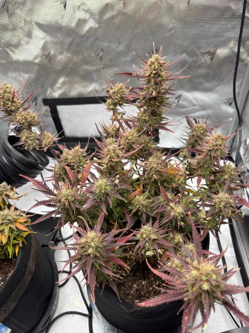 First Ever Grow. Week 11