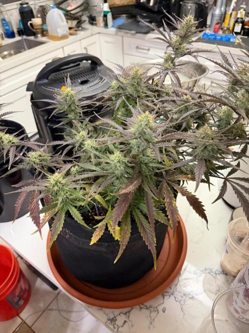 First Ever Grow. Week 9
