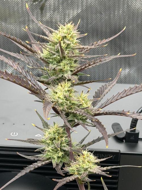 First Ever Grow. Week 9