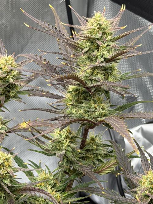 First Ever Grow. Week 9