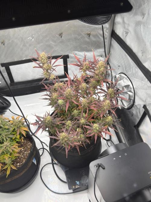 First Ever Grow. Week 10