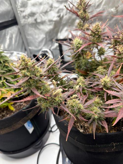 First Ever Grow. Week 10