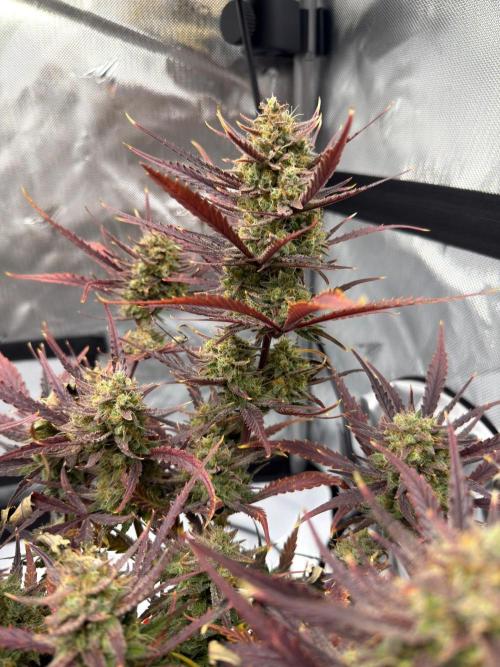 First Ever Grow. Week 10