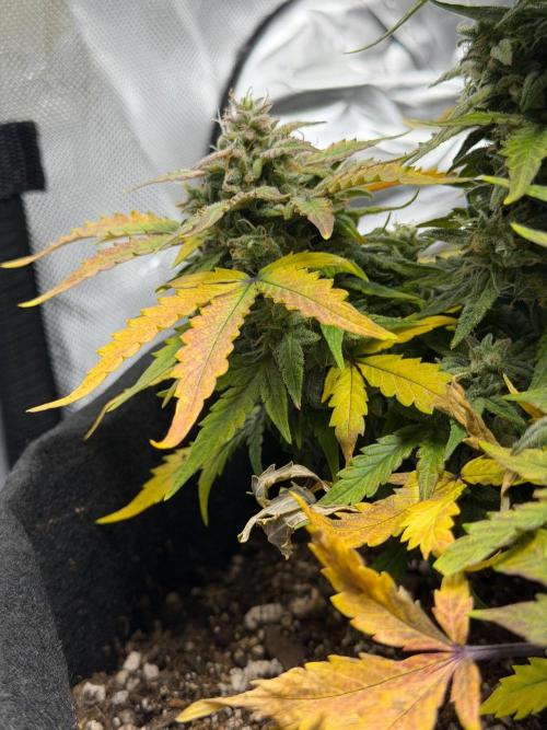 First Ever Grow. Week 10