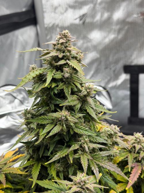 First Ever Grow. Week 10