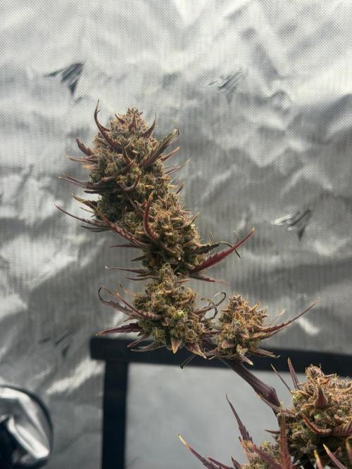 First Ever Grow. Week 13