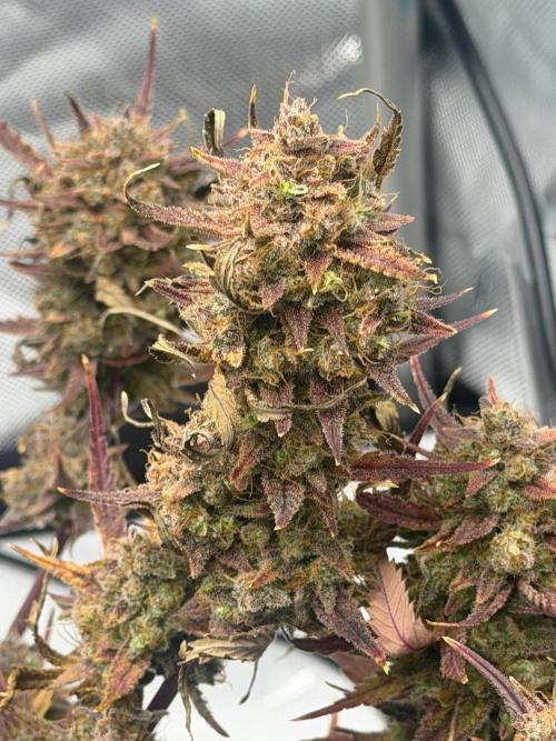 First Ever Grow. Week 13