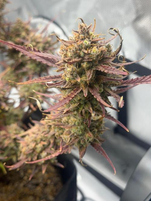 First Ever Grow. Week 13