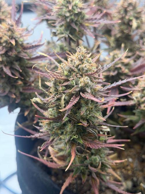 First Ever Grow. Week 13