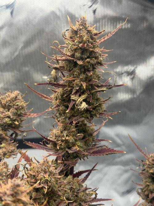 First Ever Grow. Week 13