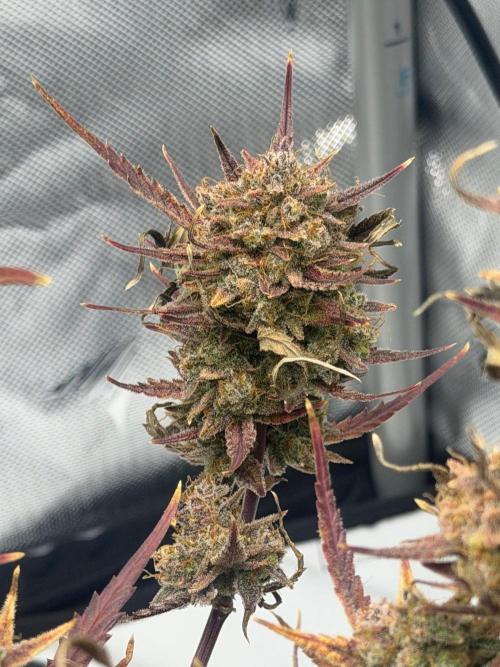 First Ever Grow. Week 13