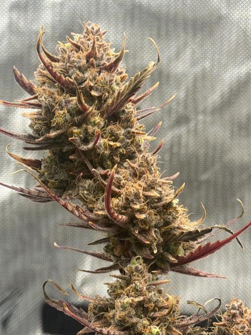 First Ever Grow. Week 13