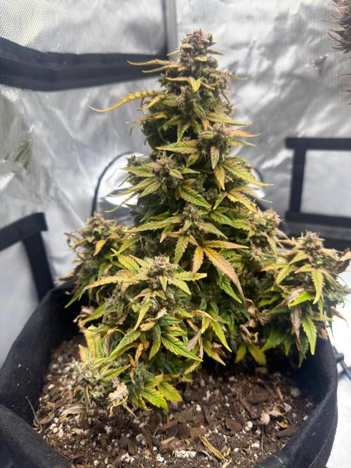First Ever Grow. Week 13