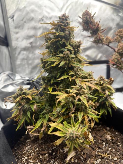 First Ever Grow. Week 13