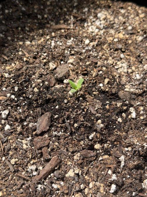 Mephisto Electric Citrus Auto. Week 0 - Seedling after 2 days of development after germinating 