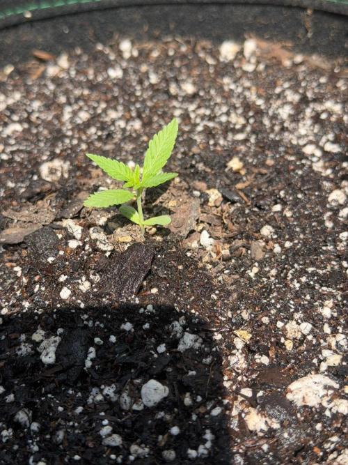 Mephisto Electric Citrus Auto. Week 0 - Seedling at its 3rd feeding of plain ph downed tap water. Loving the sun!