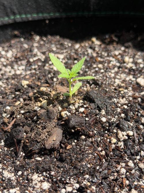 Mephisto Electric Citrus Auto. Week 0