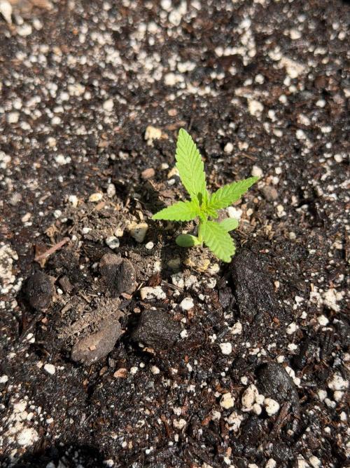 Mephisto Electric Citrus Auto. Week 0