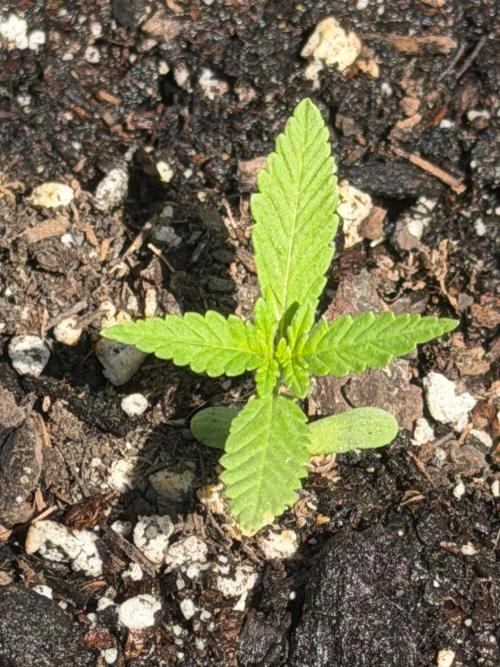 Electric Citrus Auto. Week 0