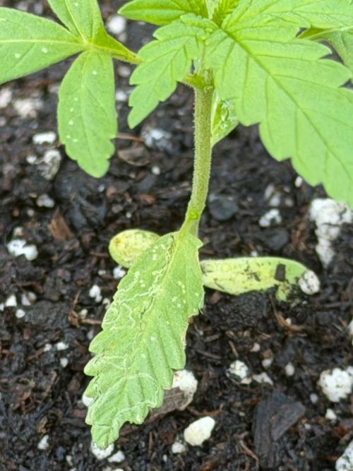 Mephisto Electric Citrus Auto. Week 2