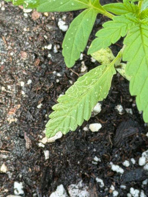 Mephisto Electric Citrus Auto. Week 2