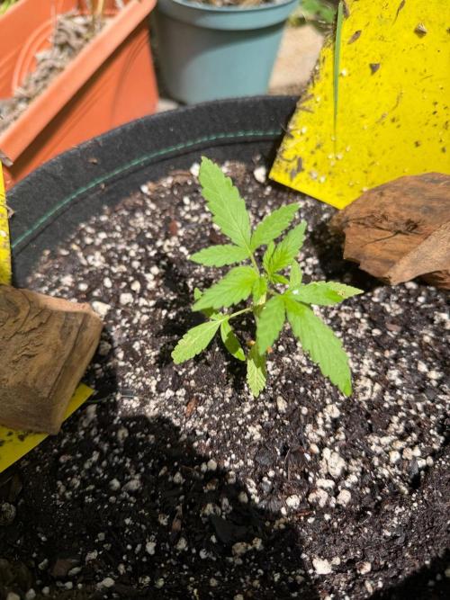Mephisto Electric Citrus Auto. Week 2
